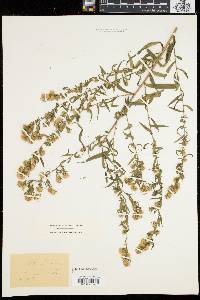 Symphyotrichum lanceolatum var. lanceolatum image