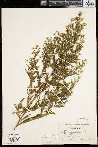 Symphyotrichum lanceolatum var. lanceolatum image