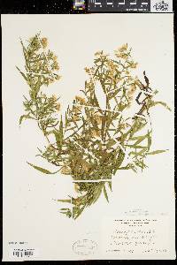 Symphyotrichum lanceolatum var. lanceolatum image