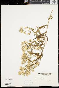 Symphyotrichum lanceolatum var. lanceolatum image
