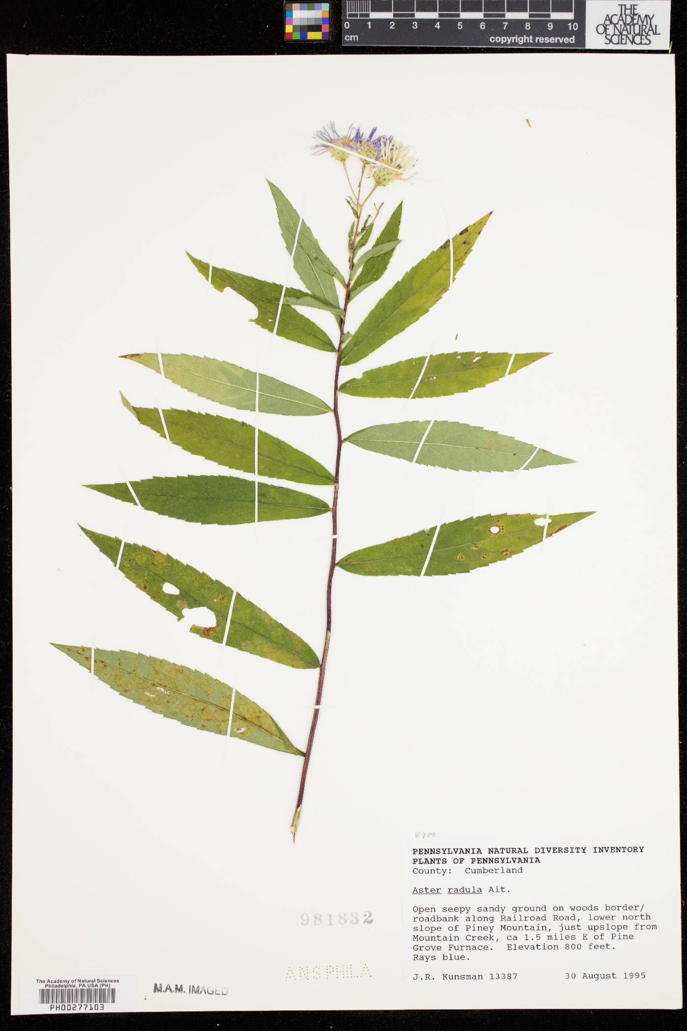 Aster radula image