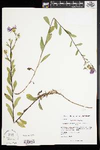 Aster spectabilis image