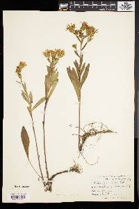 Aster spectabilis image