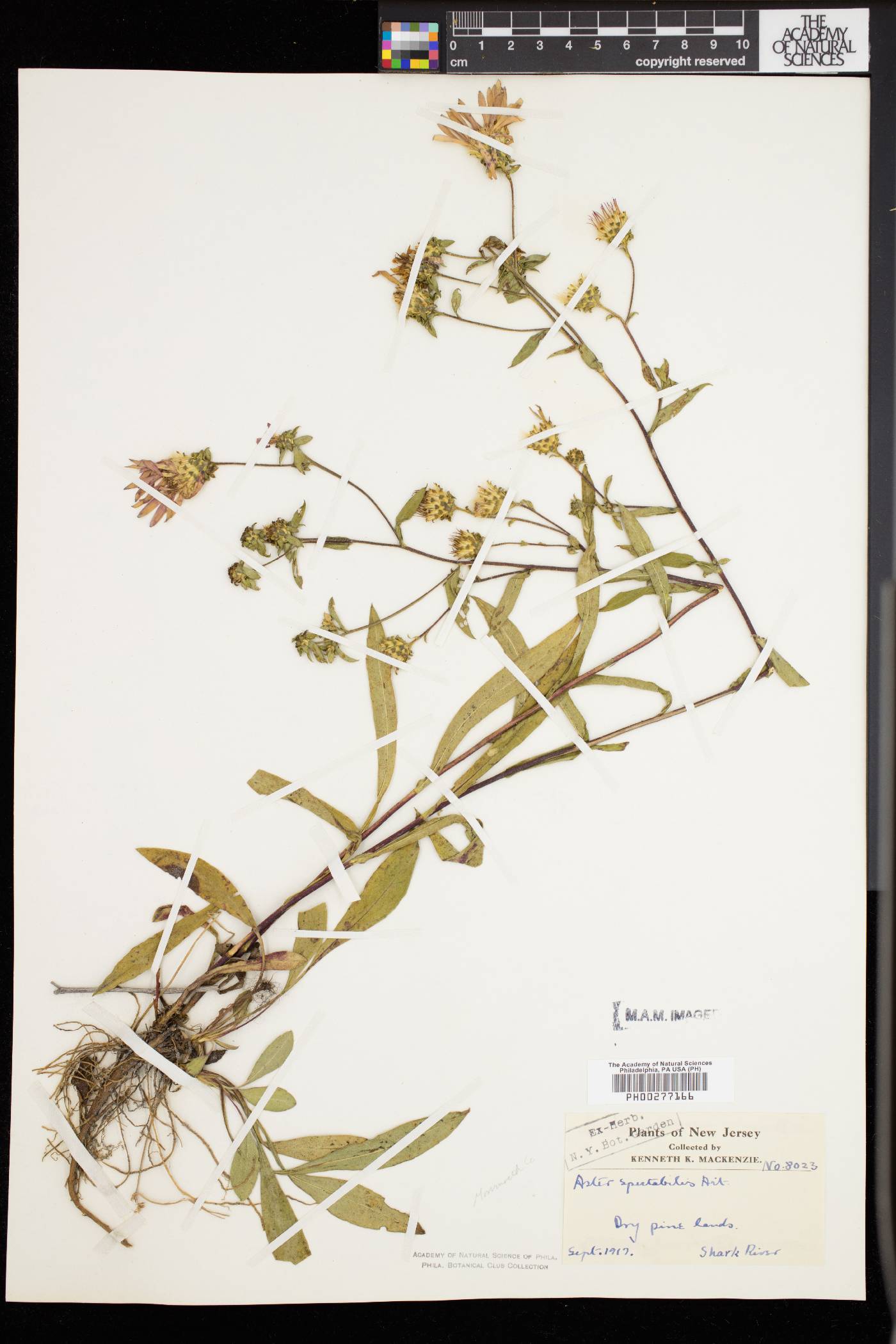 Aster spectabilis image