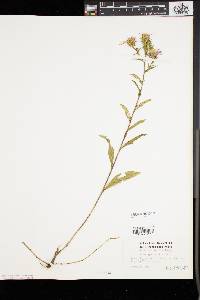 Aster spectabilis image