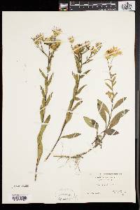 Aster spectabilis image