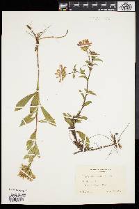 Aster spectabilis image