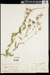 Aster spectabilis image