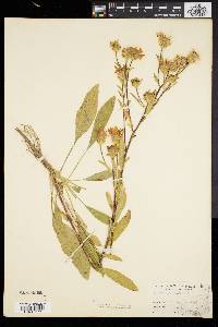 Aster spectabilis image