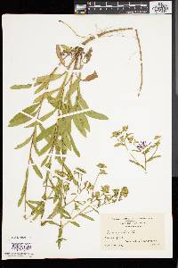 Aster spectabilis image