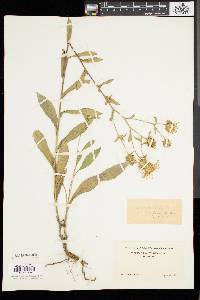 Aster spectabilis image