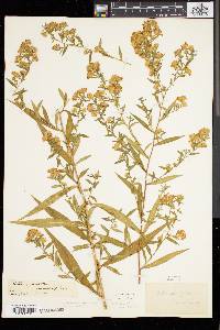 Symphyotrichum lanceolatum var. lanceolatum image