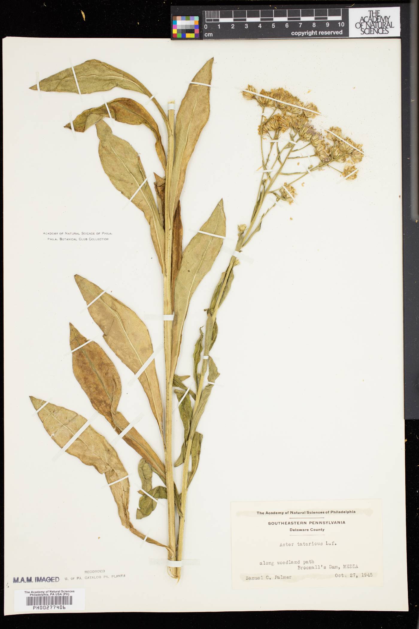 Aster tataricus image