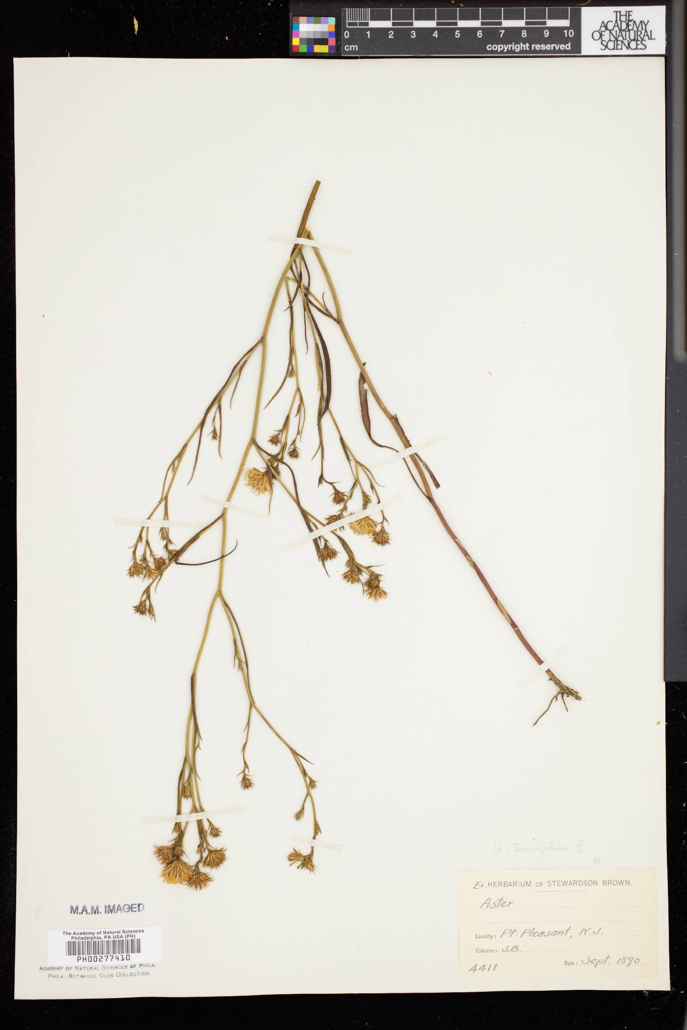 Aster tenuifolius image