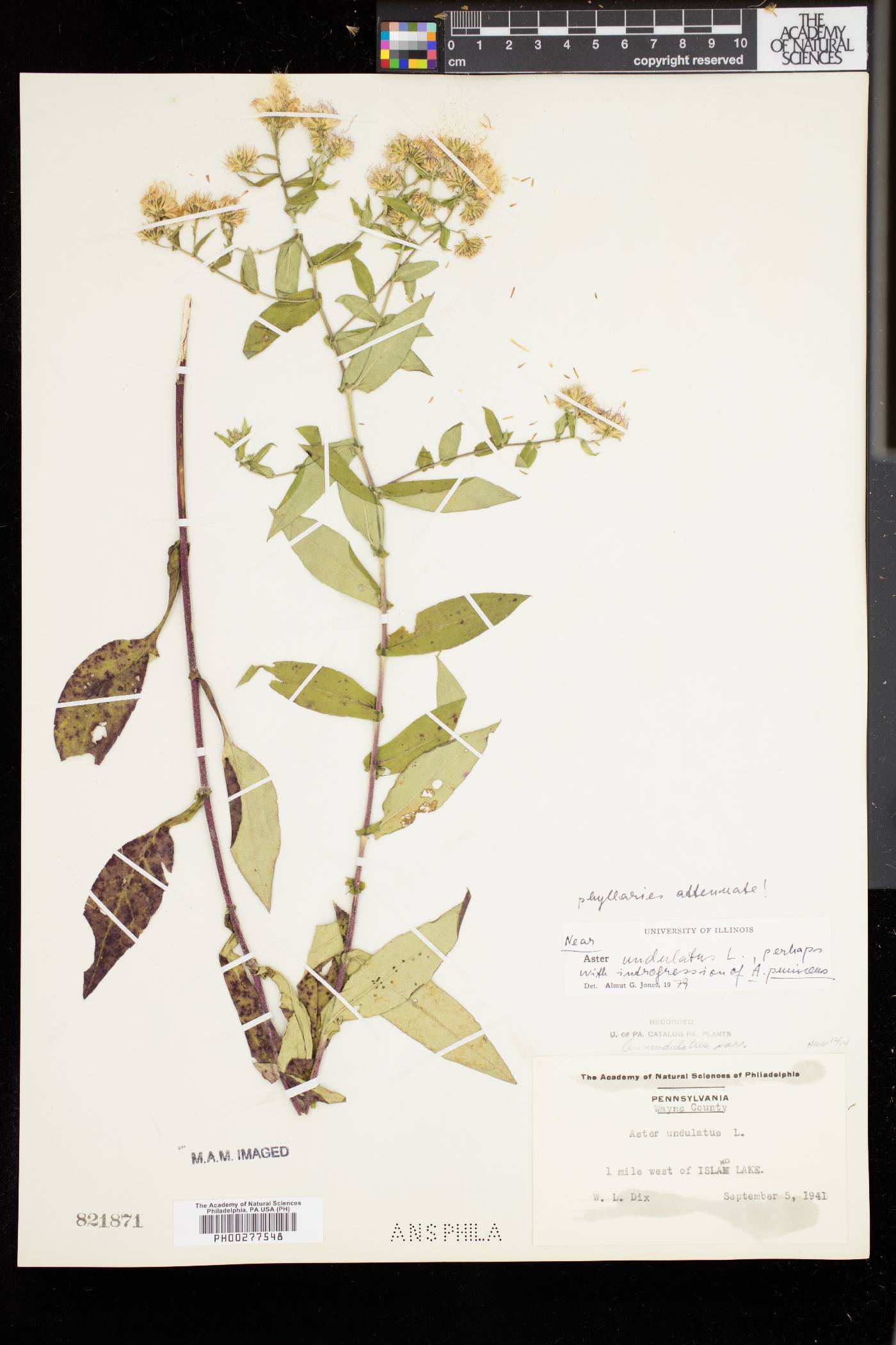 Symphyotrichum undulatum image
