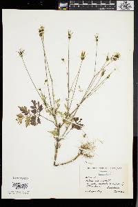 Bidens bipinnata image