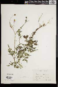 Bidens bipinnata image