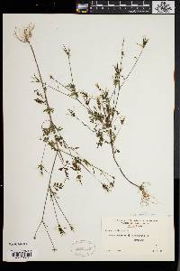 Bidens bipinnata image