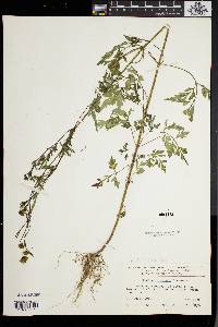 Bidens bipinnata image