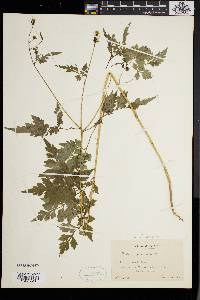 Bidens bipinnata image