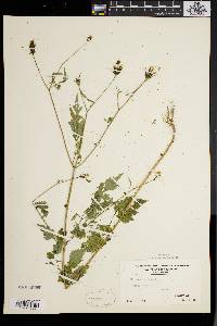 Bidens bipinnata image