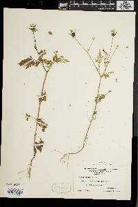 Bidens bipinnata image