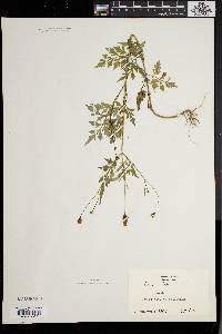 Bidens bipinnata image