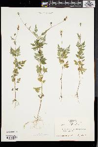 Bidens bipinnata image