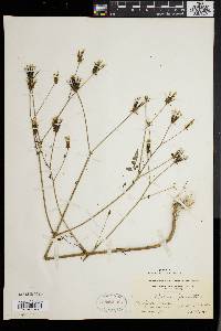 Bidens bipinnata image