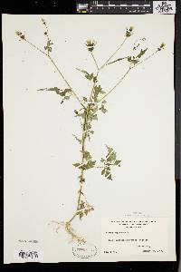 Bidens bipinnata image