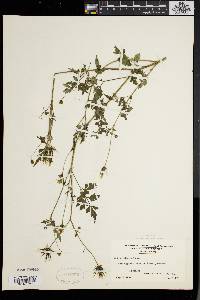 Bidens bipinnata image