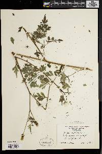 Bidens bipinnata image