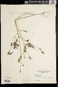 Bidens bipinnata image