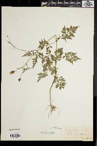 Bidens bipinnata image