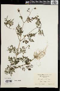 Bidens bipinnata image