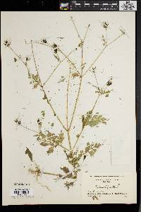 Bidens bipinnata image