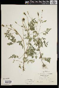 Bidens bipinnata image