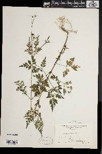 Bidens bipinnata image