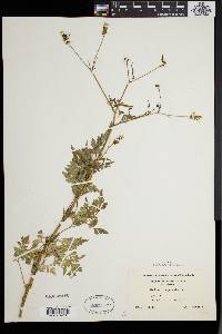 Bidens bipinnata image