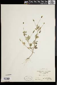 Bidens bipinnata image