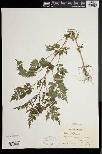 Bidens bipinnata image