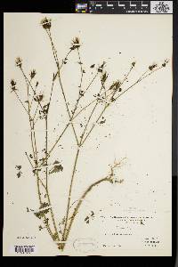 Bidens bipinnata image