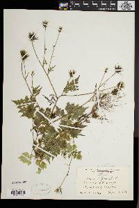 Bidens bipinnata image