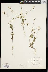 Bidens bipinnata image