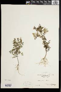 Bidens bipinnata image