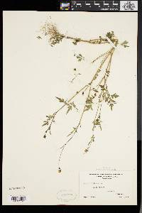 Bidens bipinnata image