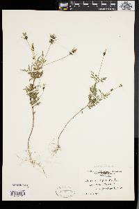 Bidens bipinnata image