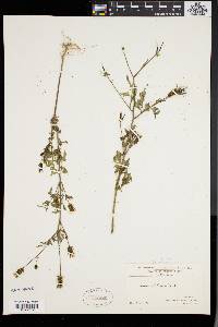 Bidens bipinnata image