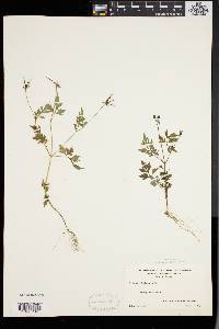 Bidens bipinnata image