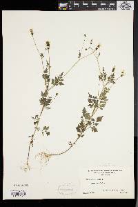 Bidens bipinnata image